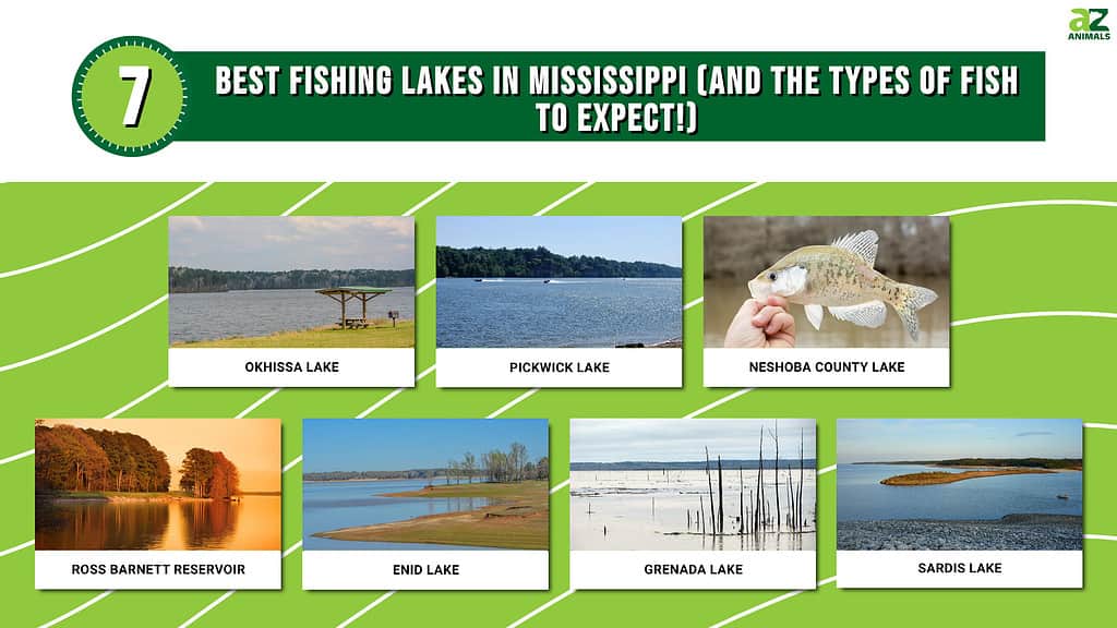 7 Best Fishing Lakes in Mississippi