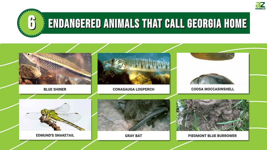 Picture graph of 6 Endangered Animals That Call Georgia Home.