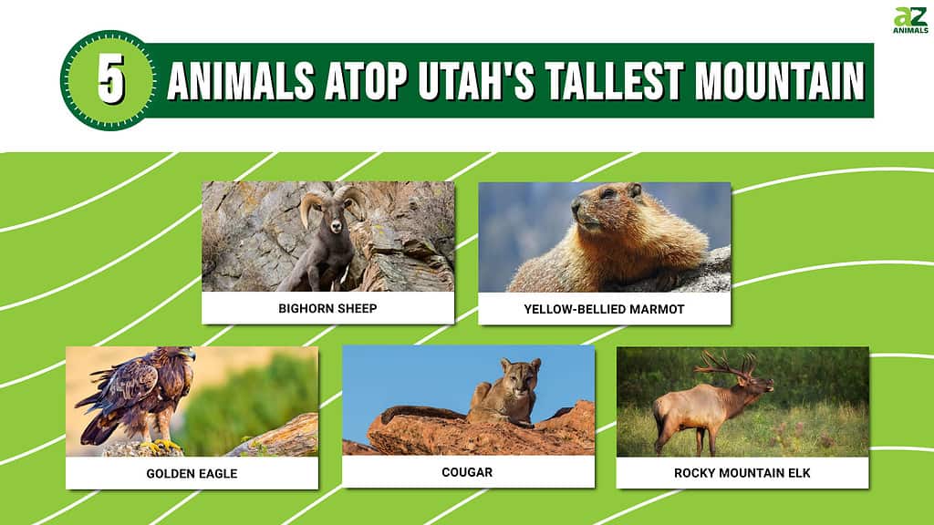 Animals Atop Utah's Tallest Mountain infographic
