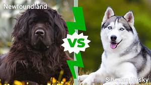 Newfoundland vs. Siberian Husky: 9 Key Differences Explained Picture