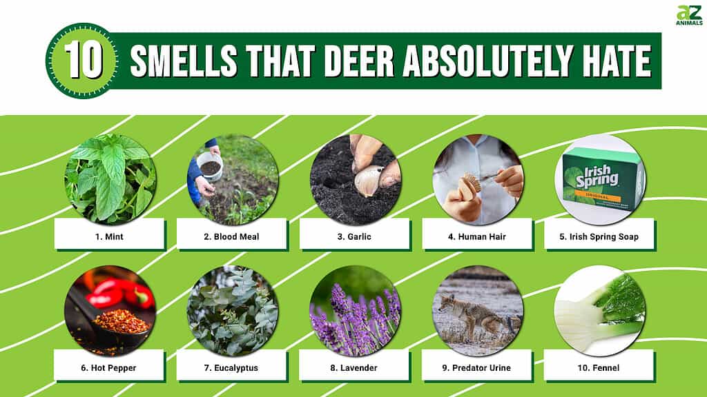 10 smells that deer absolutely hate