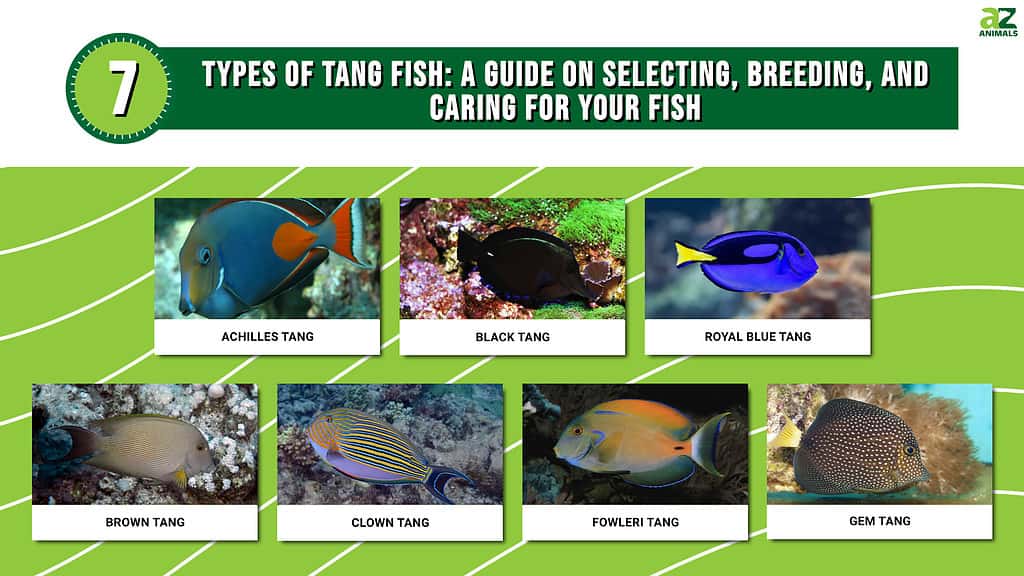 Types of Tang Fish - a Guide on Selecting and Caring for Your Fish