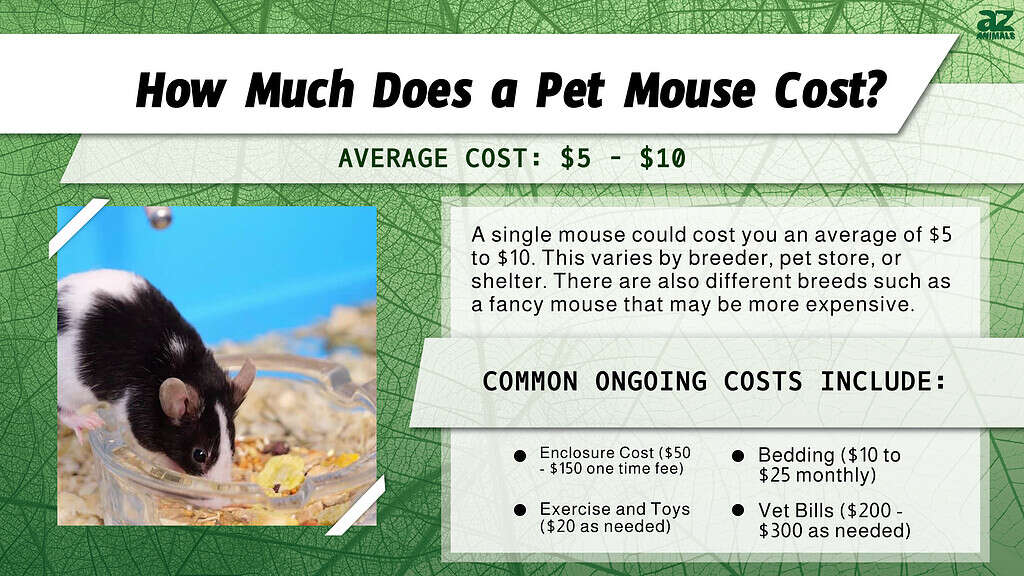 How Much Does a Pet Mouse Cost?  infographic