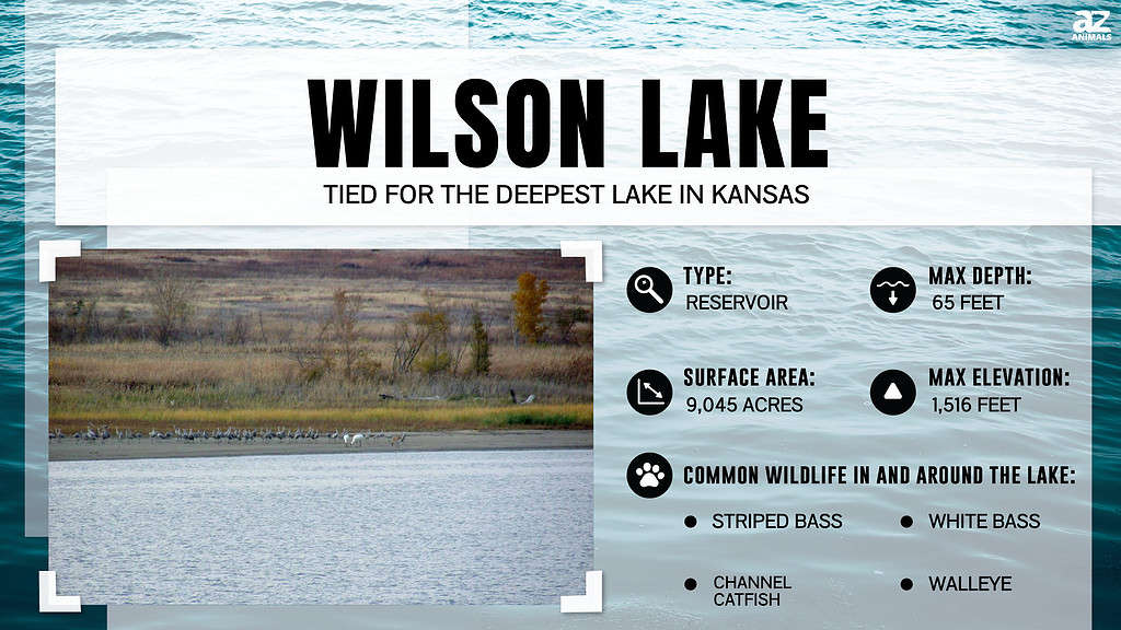 Infographic of Wilson Lake