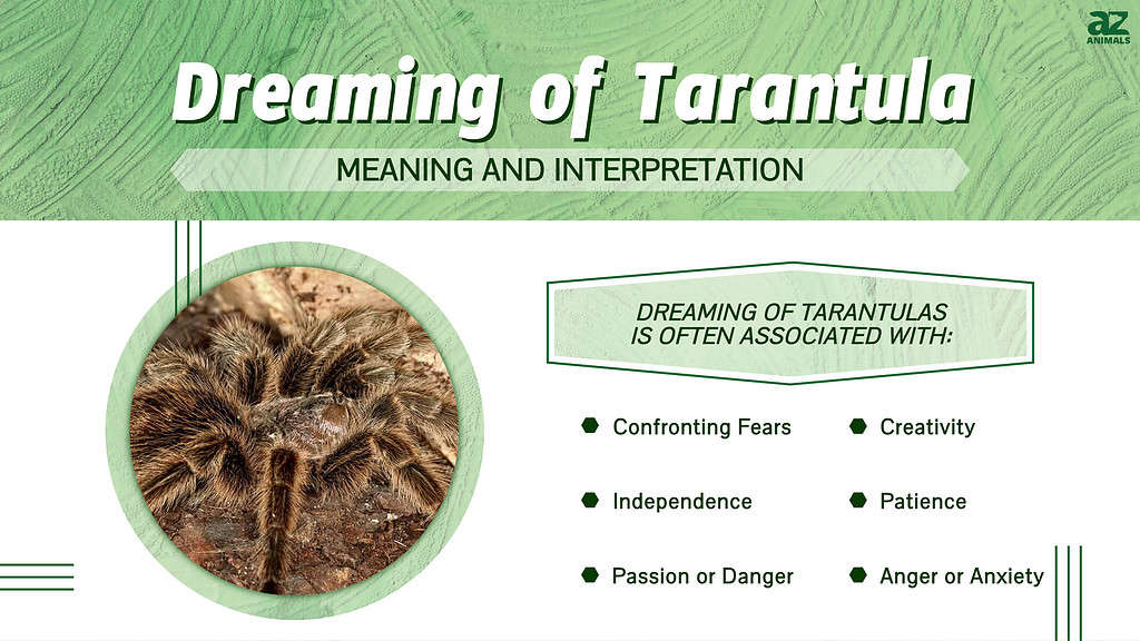 Dreaming of Tarantula infographic