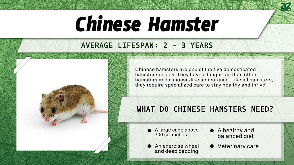 Chinese Dwarf Hamster Lifespan: Everything You Need to Know