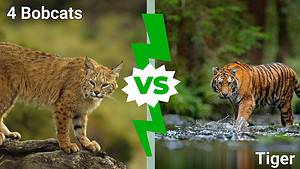 Epic Battles: Can 4 Bobcats Take Down a Full-Grown Tiger in a Fight? Picture