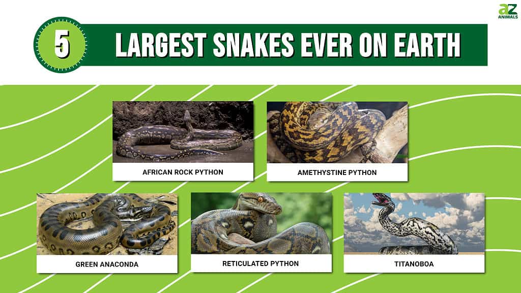 Picture graph of the 5 Largest Snakes Ever on Earth.