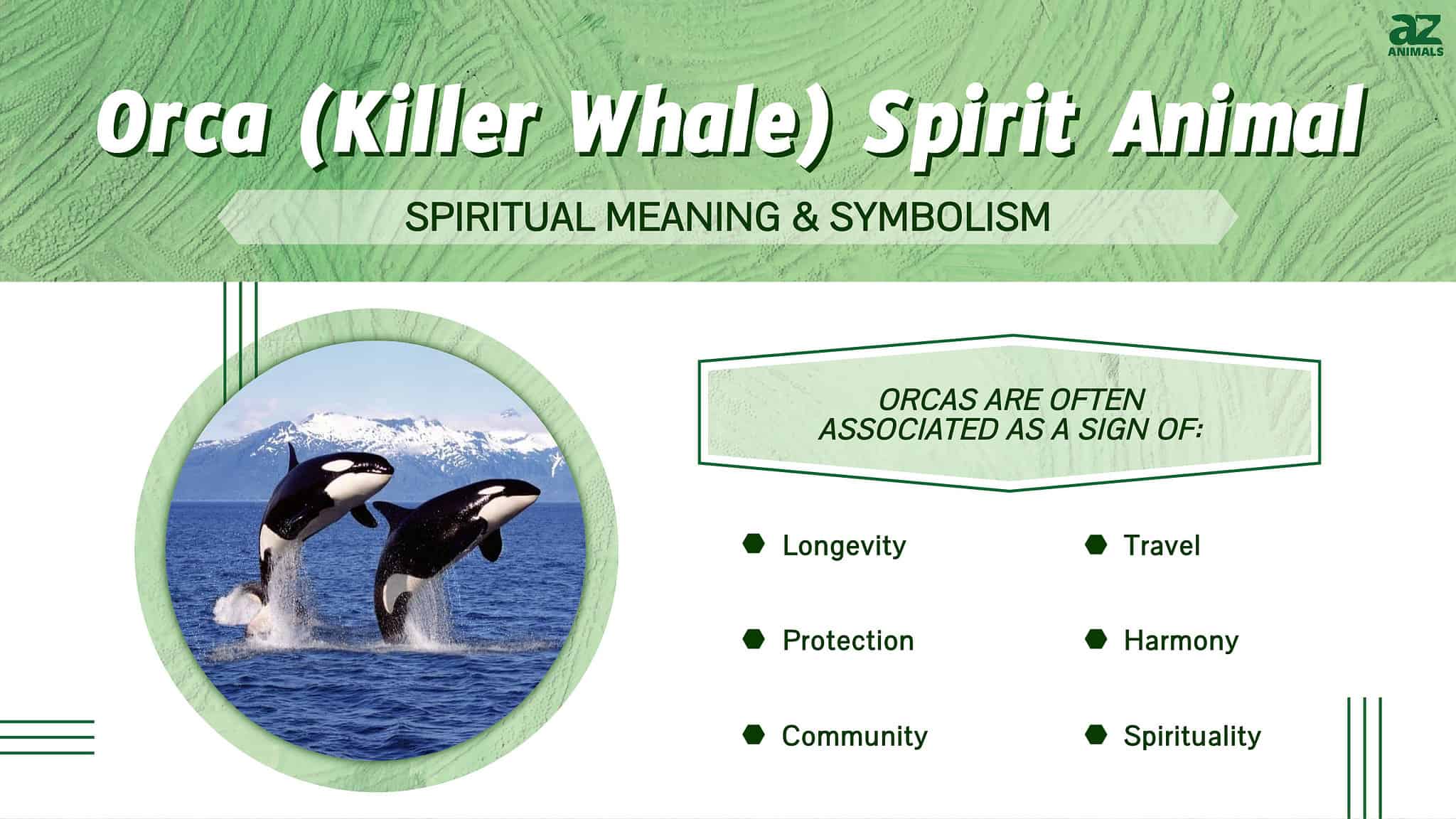 Orca (Killer Whale) Spirit Animal Symbolism & Meaning - A-Z Animals