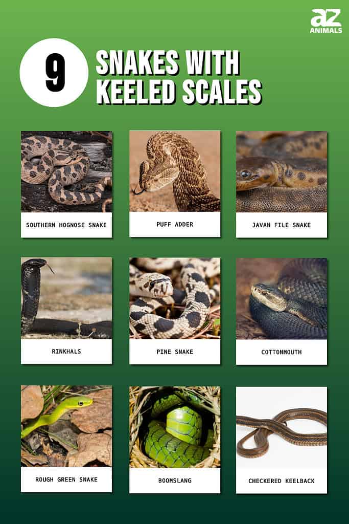 Is it true that the under-scales of snakes can show if the snake