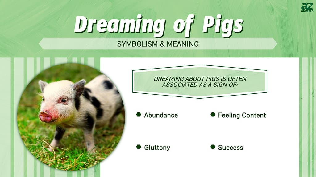 Dreaming of Pigs infographic