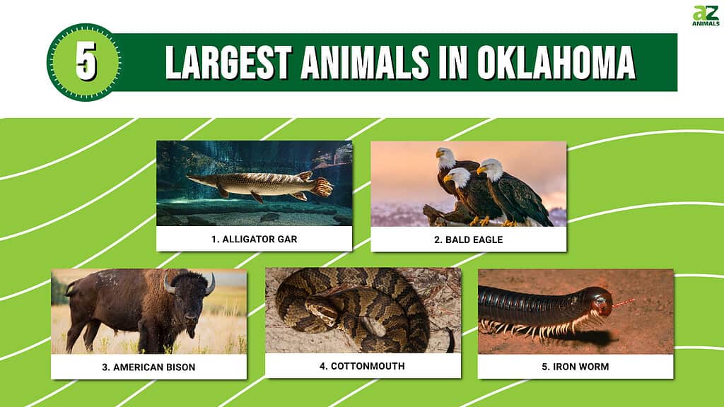 Infographic of 5 Largest Animals in Oklahoma