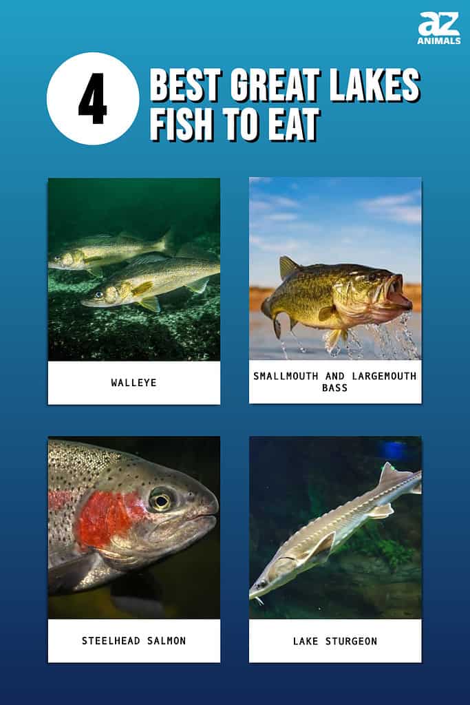 Picture graph of the Best 4 Great Lakes Fish to Eat