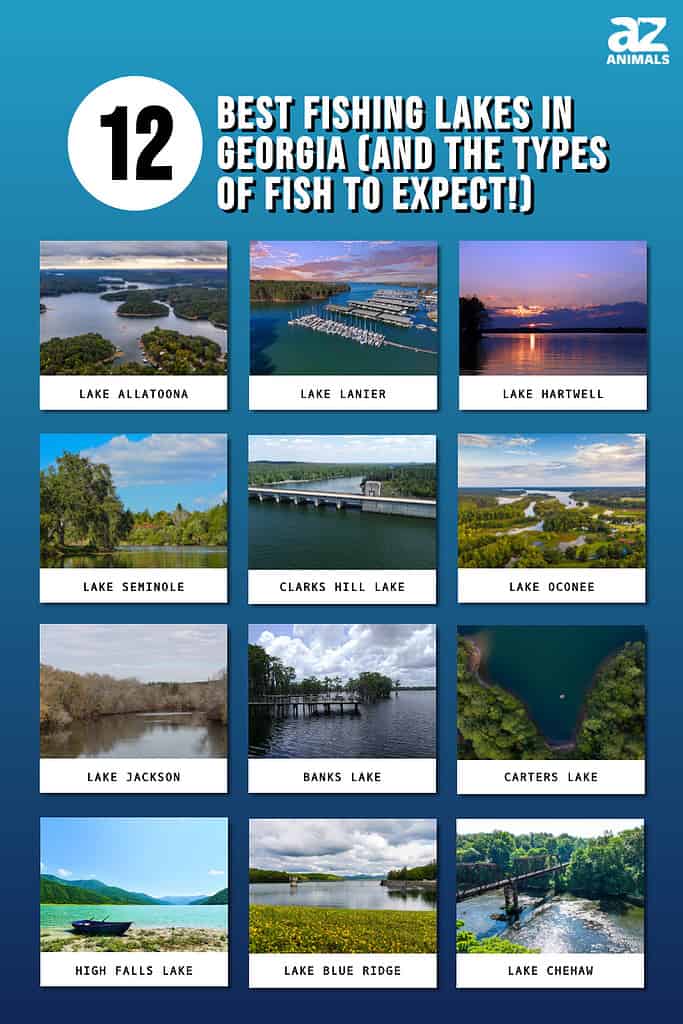 Picture graph of the 12 Best Fishing Lakes in Georgia.