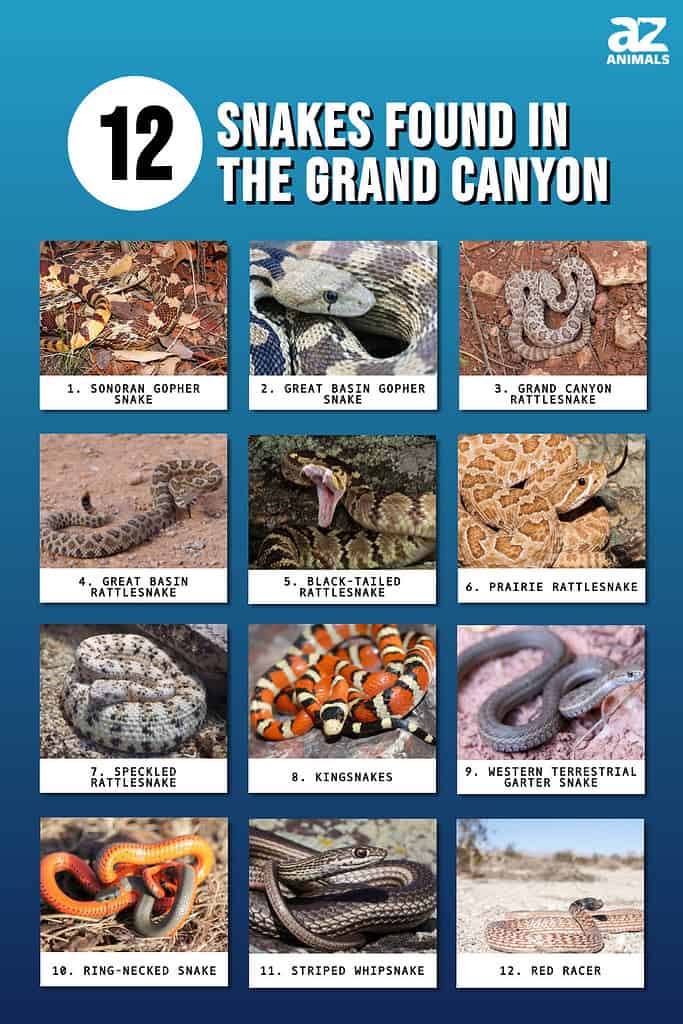 Infographic of 12 Snakes Found in the Grand Canyon