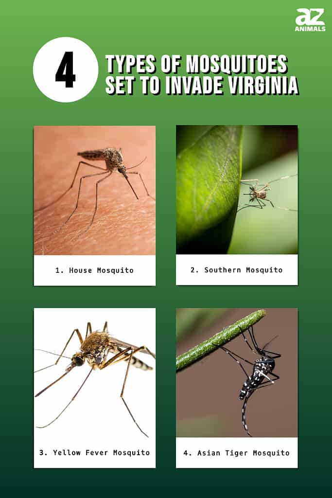 4 Types of Mosquitos set to Invade Virginia