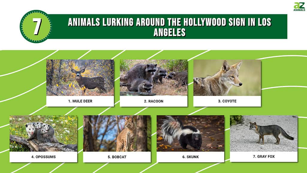 These animals can be found lurking around the Hollywood sign in LA