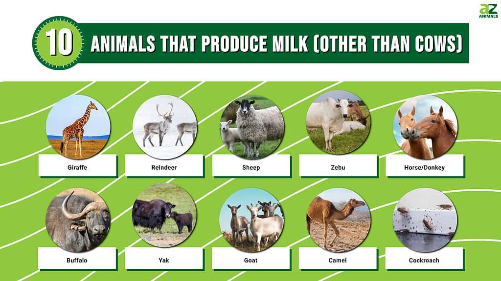 Picture graph of 10 Animals That Produce Milk (Other Than Cows)