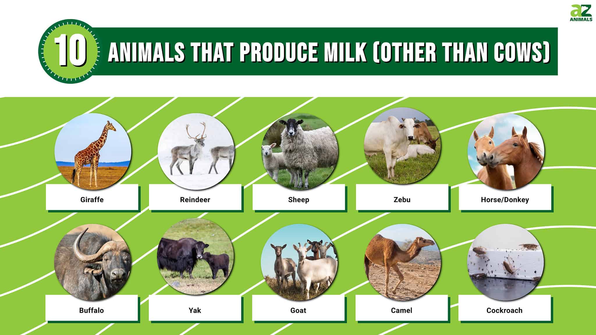 10 Animals That Produce Milk (Other Than Cows) - A-Z Animals