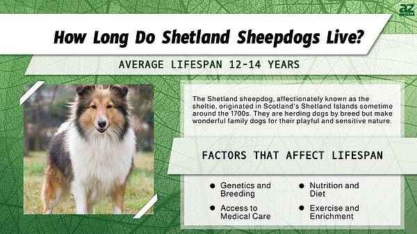 Shetland Sheepdog Lifespan: How Long Do Shelties Live? - A-Z Animals