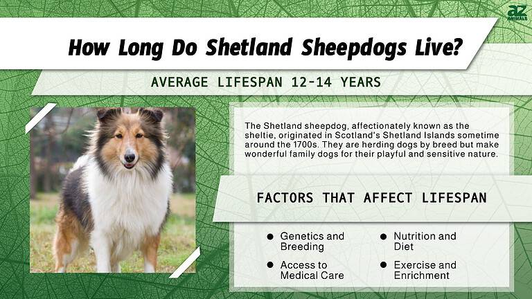 Shetland Sheepdog Lifespan: How Long Do Shelties Live? - A-Z Animals