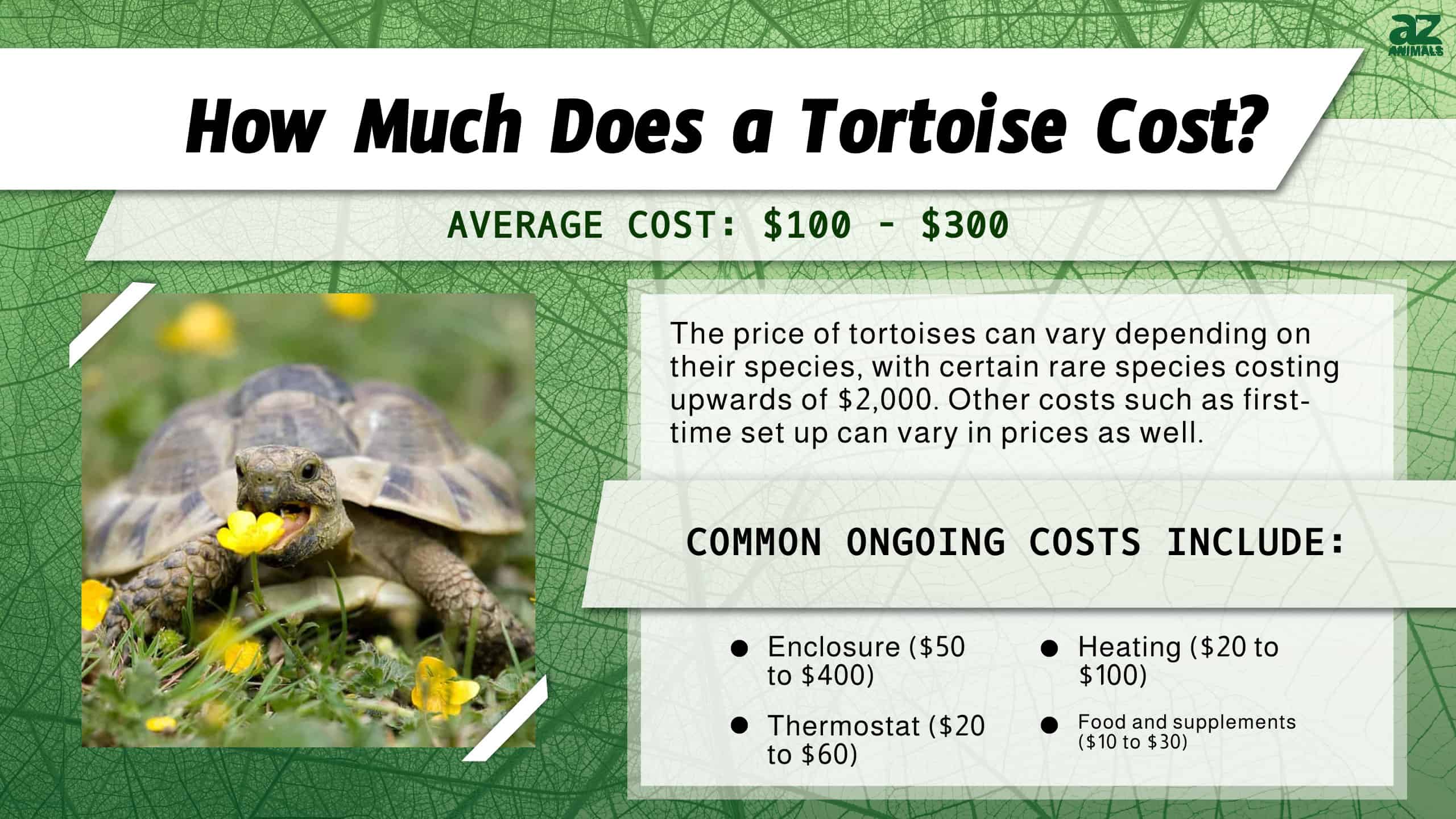 How Much Does a Tortoise Cost?  infographic