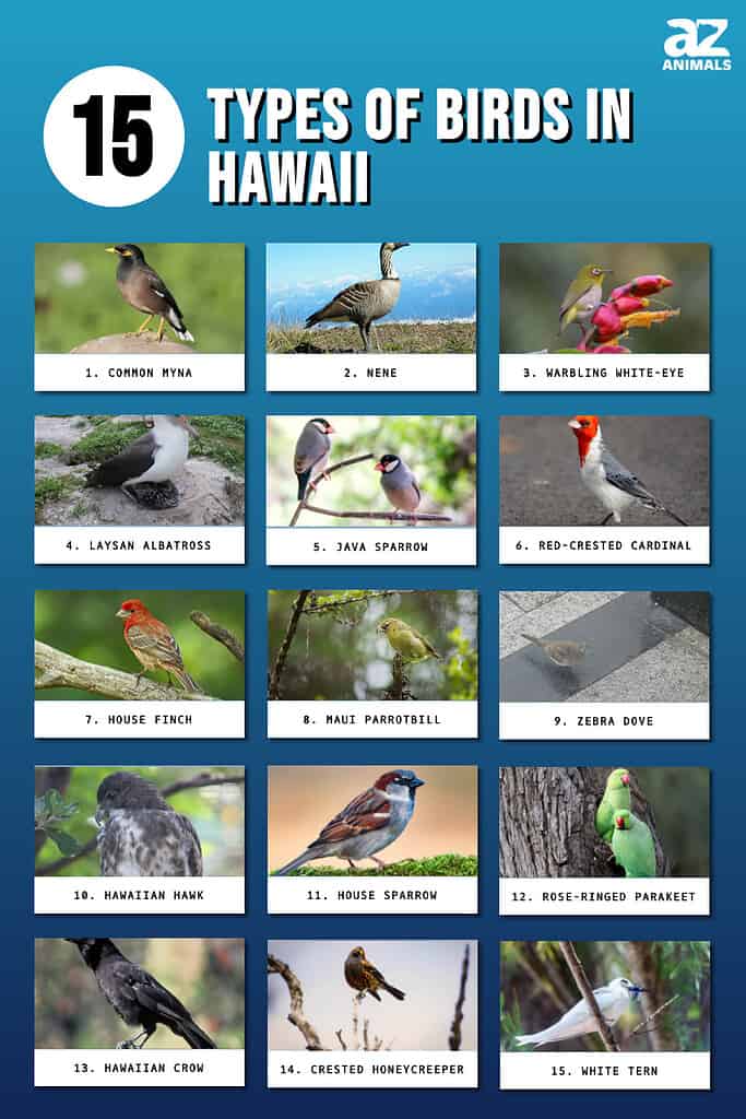 15 types of birds in Hawaii