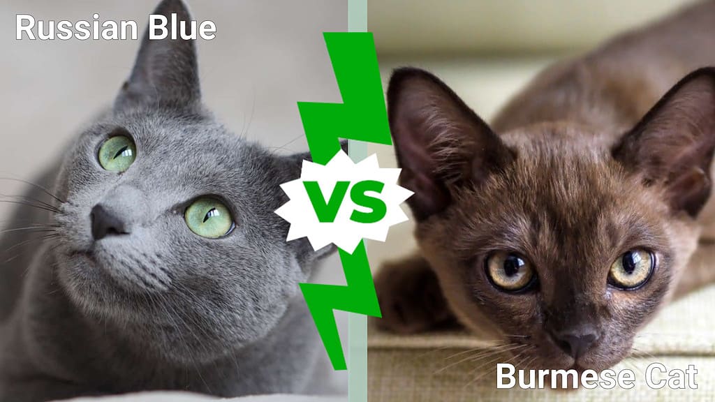 Russian Blue vs. Burmese Cat: Key Differences Explained - A-Z Animals