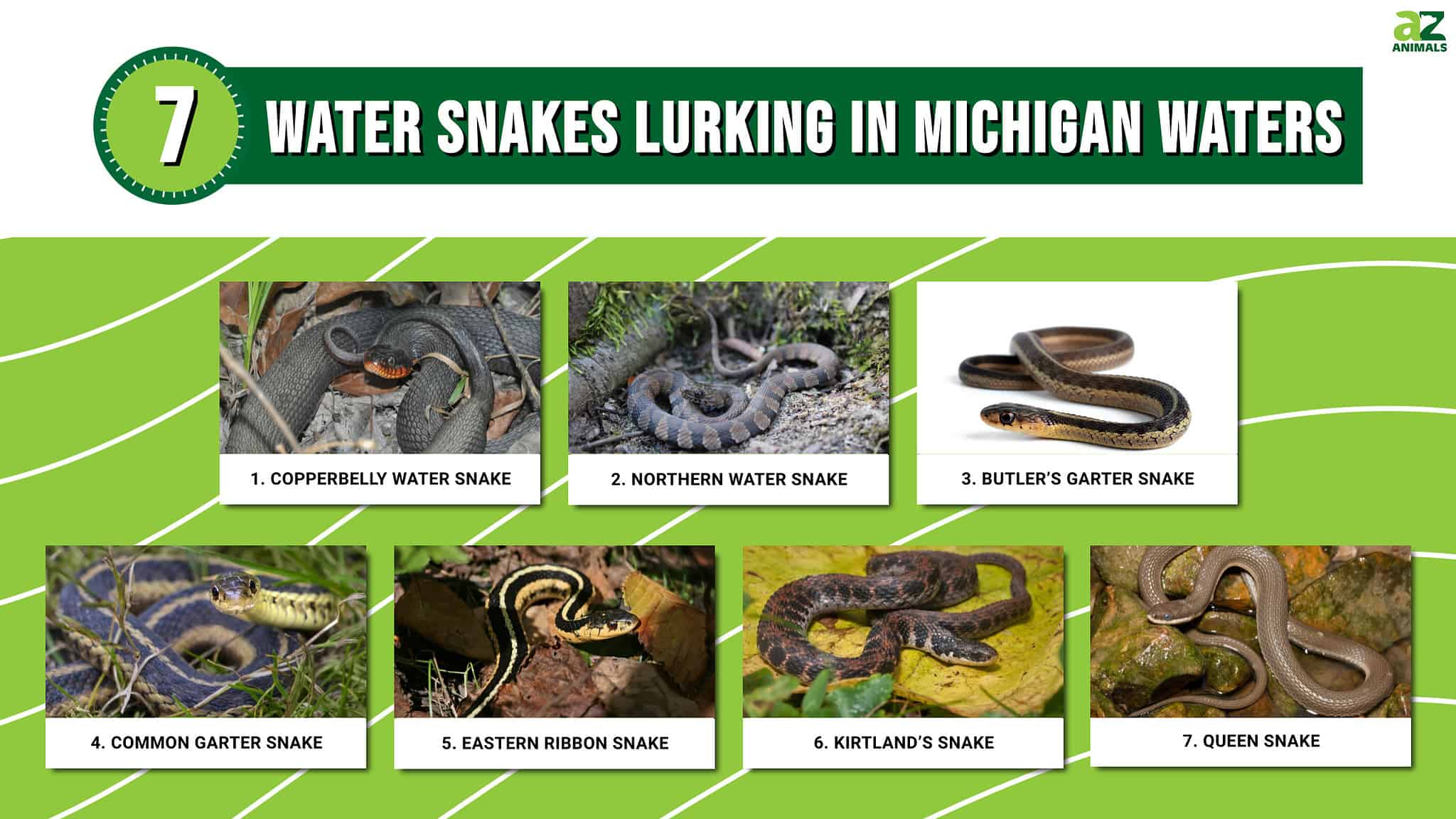 Picture of Discover the 7 Water Snakes Lurking in Michigan Waters - A-Z Animals