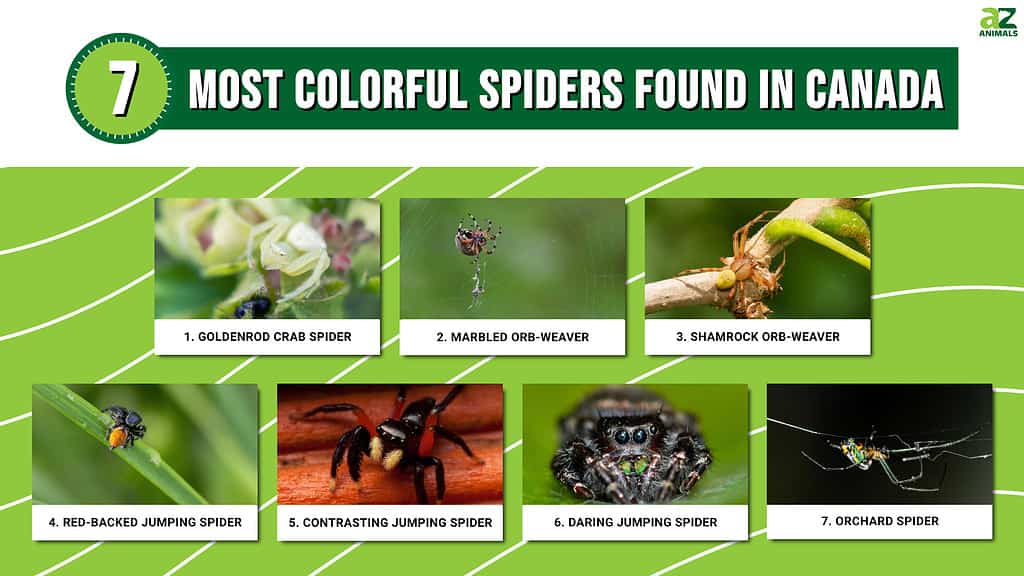 Infographic of 7 Most Colorful Spiders Found in Canada