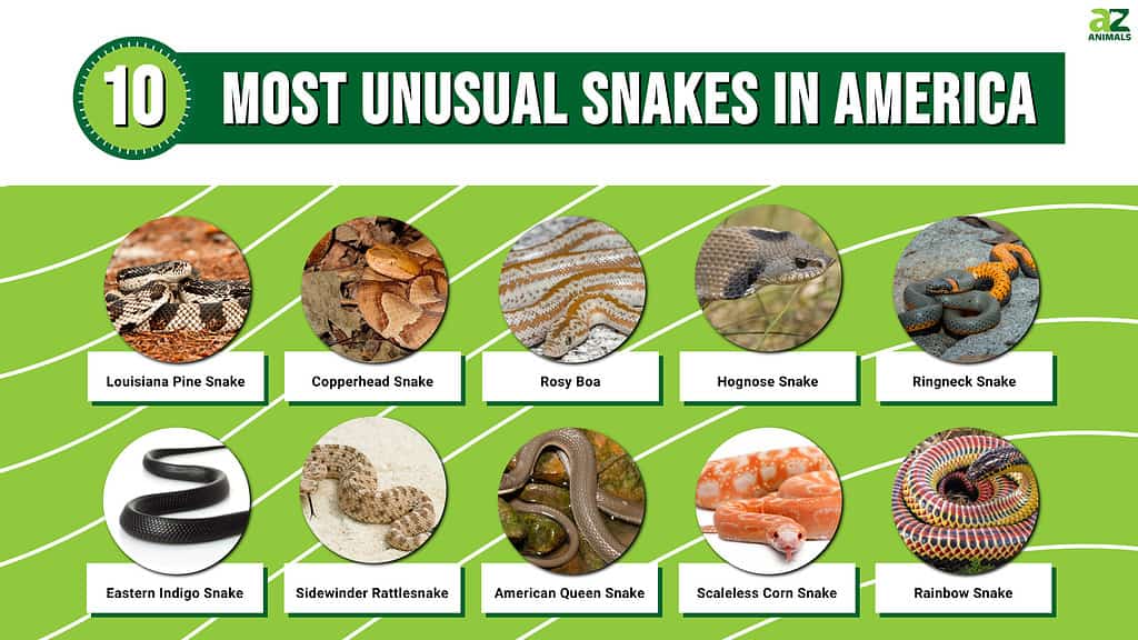 Picture graph of the 10 Most Unusual Snake in America.