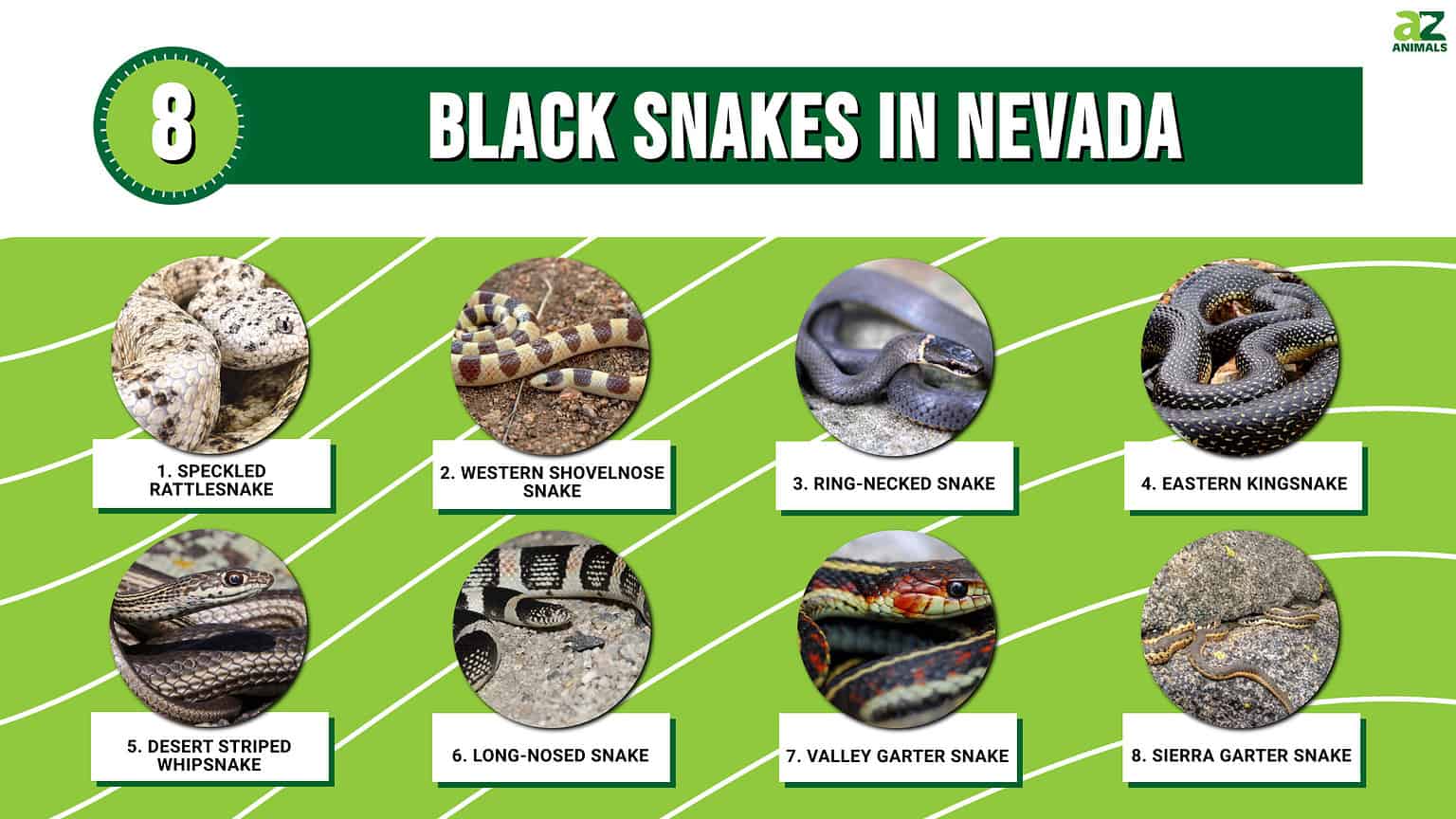 8 Black Snakes In Nevada - A-Z Animals