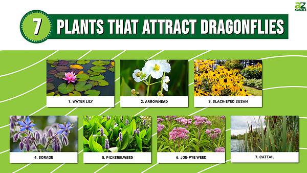 Discover 7 Amazing Plants that Attract Dragonflies - A-Z Animals