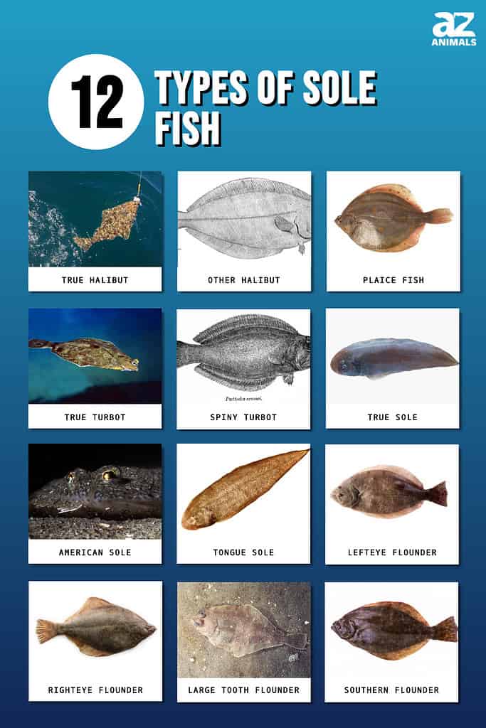 Types of Sole Fish infographic