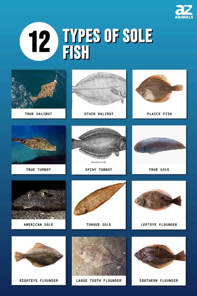 12 Types Of Sole Fish AZ Animals