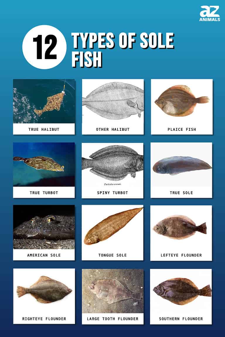 12 Types Of Sole Fish AZ Animals