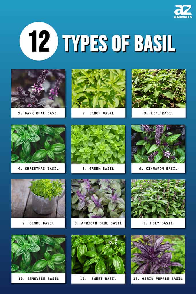 Infographic of 12 Types of Basil