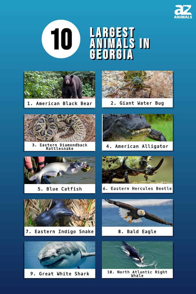 Infographic of 10 Largest Animals in Georgia