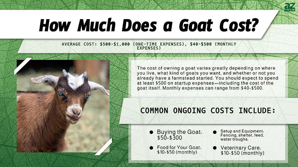 Caring for Goats: Dos and Don'ts