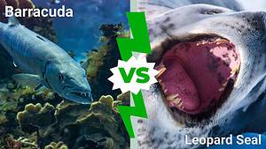Epic Battles: Barracuda vs. A Ferocious Leopard Seal Picture