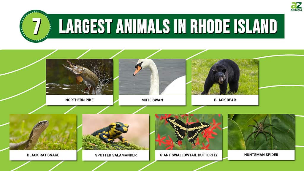 Picture graph of the 7 Largest Animals in Rhode Island