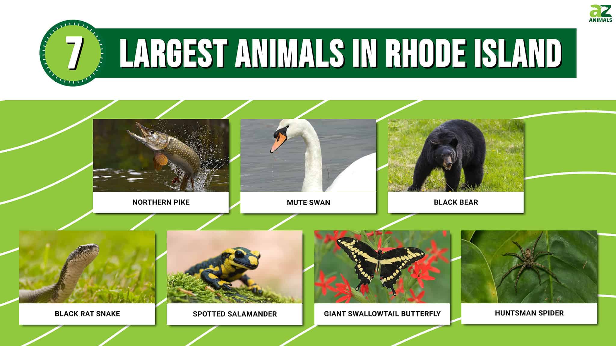 Discover The 7 Largest Animals In Rhode Island, and Where You'll Find ...