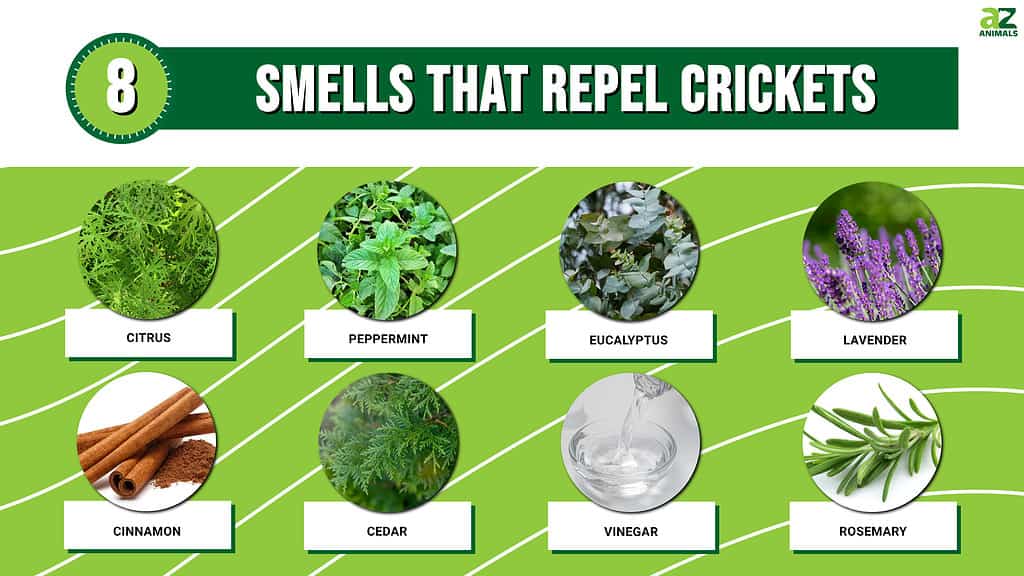 Smells That Repel Crickets infographic