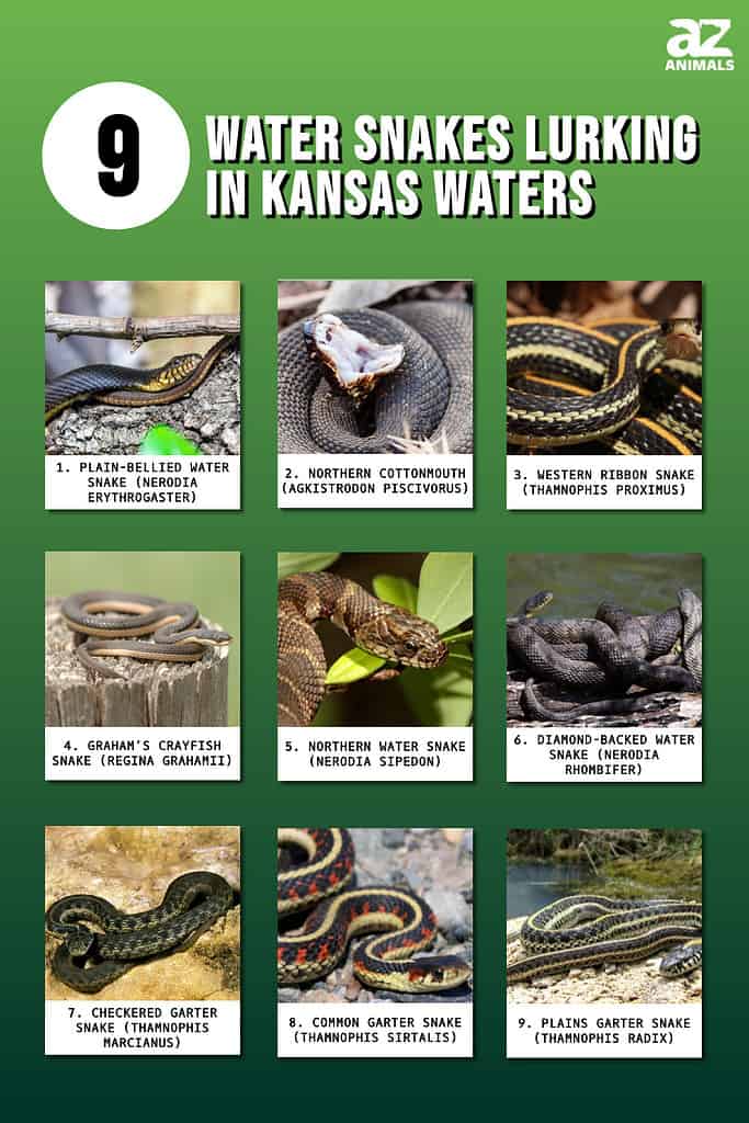 Water Snakes Lurking in Kansas Waters infographic