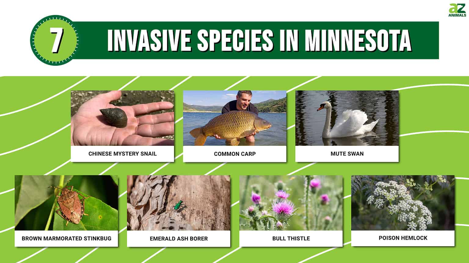 Discover 7 Invasive Species in Minnesota - A-Z Animals