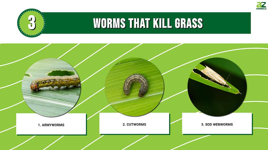Infographic of 3 Worms That Kill Grass