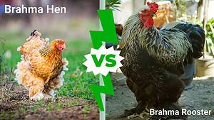 Brahma Hen vs Rooster: What Are The Differences? Picture
