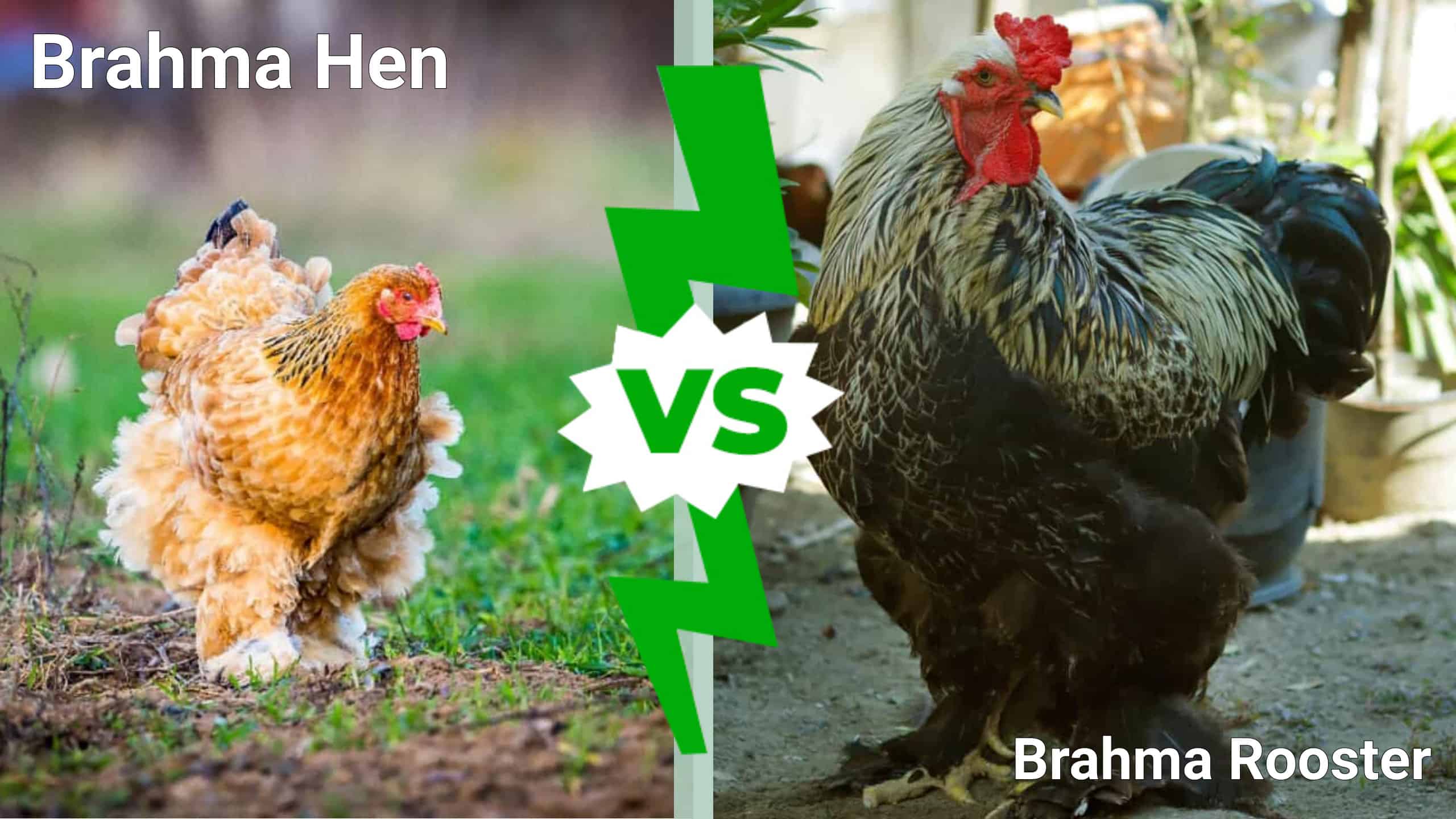 Brahma Chicken Pictures - AZ Animals