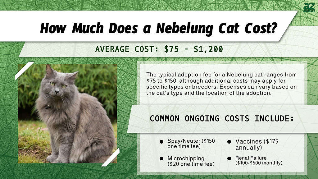 How Much Does a Nebelung Cat Cost? infographic
