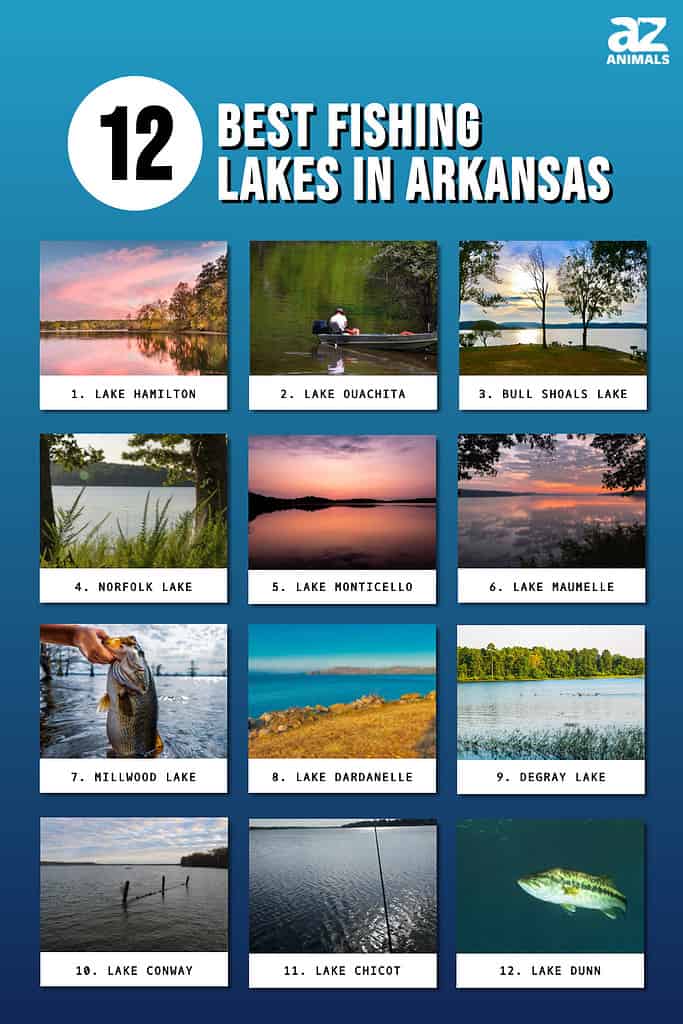 These Arkansas lakes offer fishing at its best.